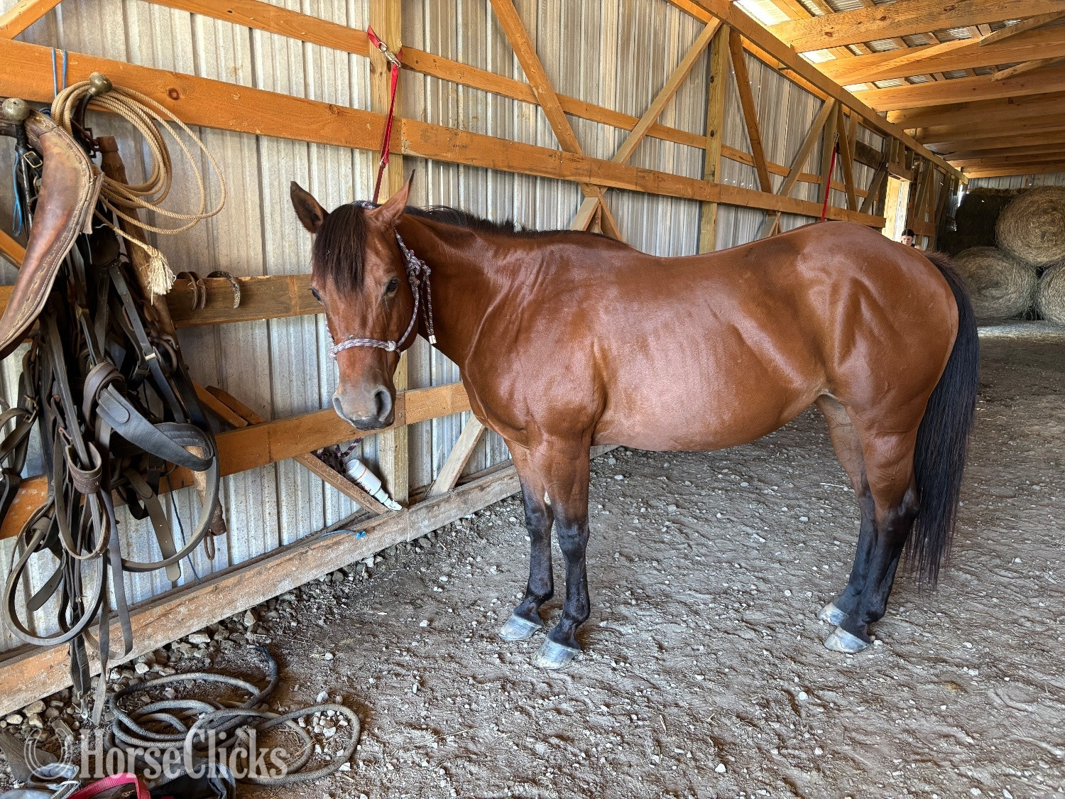 "Lucy" Bay Mare Quarter Horse - Quarter Horse in Pennsylvania