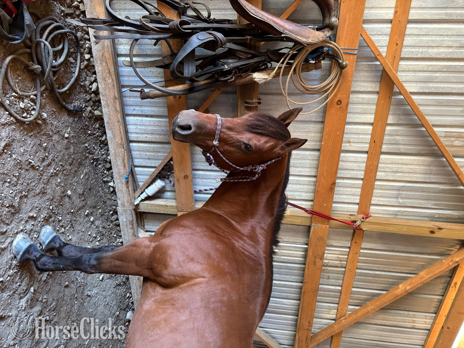 "Lucy" Bay Mare Quarter Horse - Quarter Horse