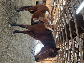"Lucy" Bay Mare Quarter Horse