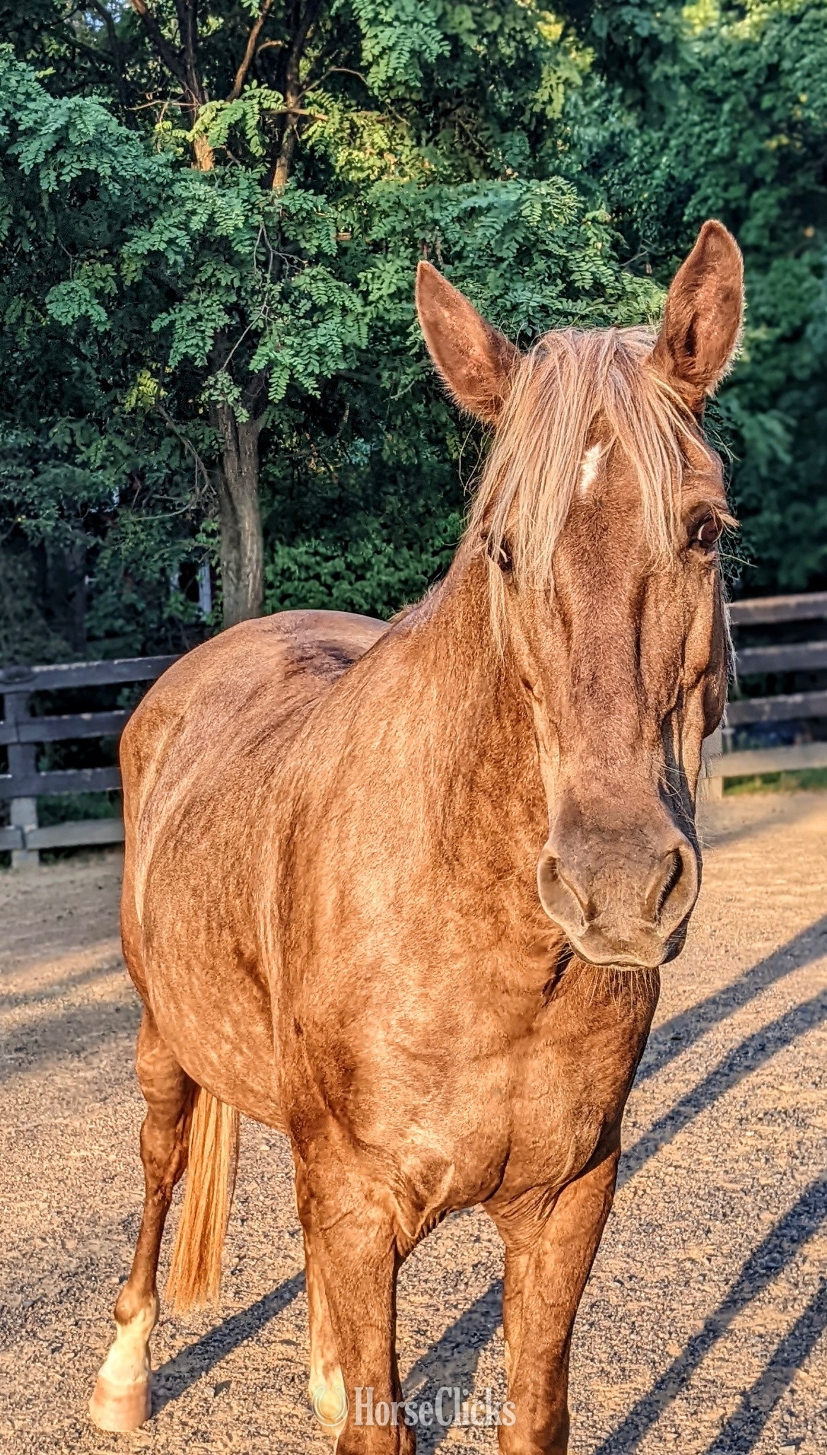 "Bella" Palomino Mare Rocky Mountain in Virginia