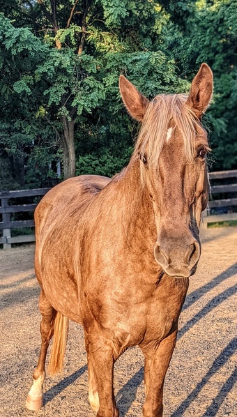 "Bella" Palomino Mare Rocky Mountain