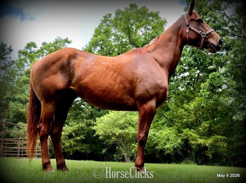 "Mocha" Sorrel Mare Quarter Horse