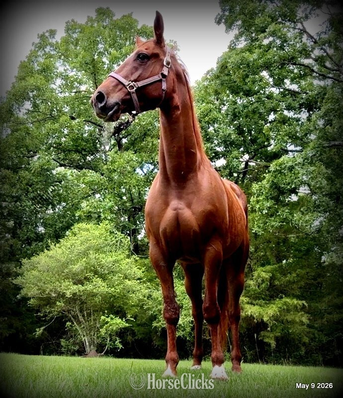 Texas "Mocha" Sorrel Mare Quarter Horse