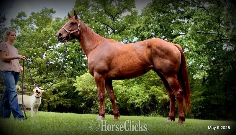 "Mocha" Sorrel Mare Quarter Horse - Quarter Horse