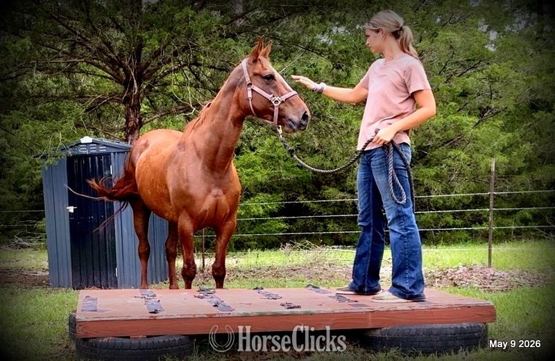 "Mocha" Sorrel Mare Quarter Horse Texas