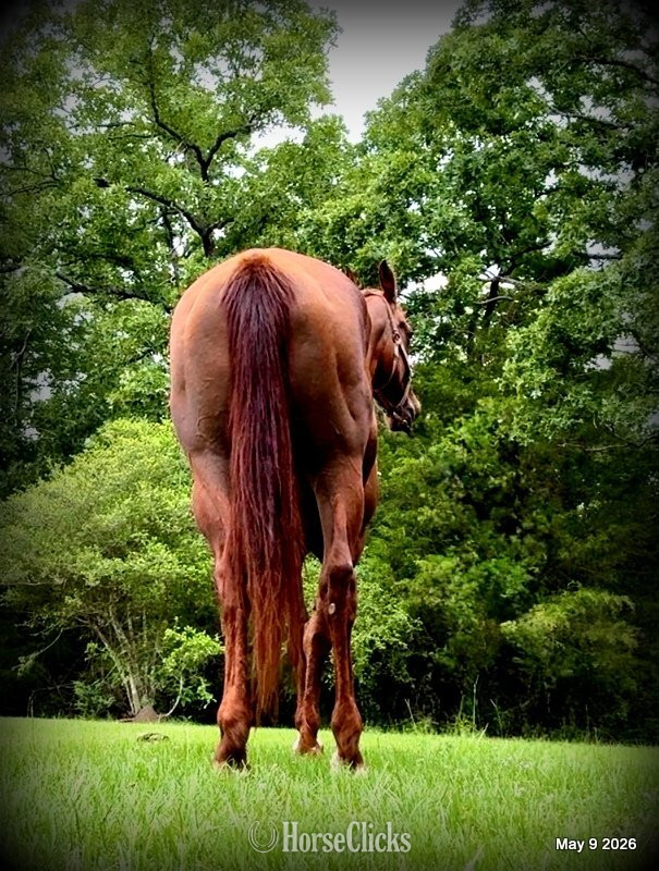 Quarter Horse - "Mocha" Sorrel Mare Quarter Horse in Texas