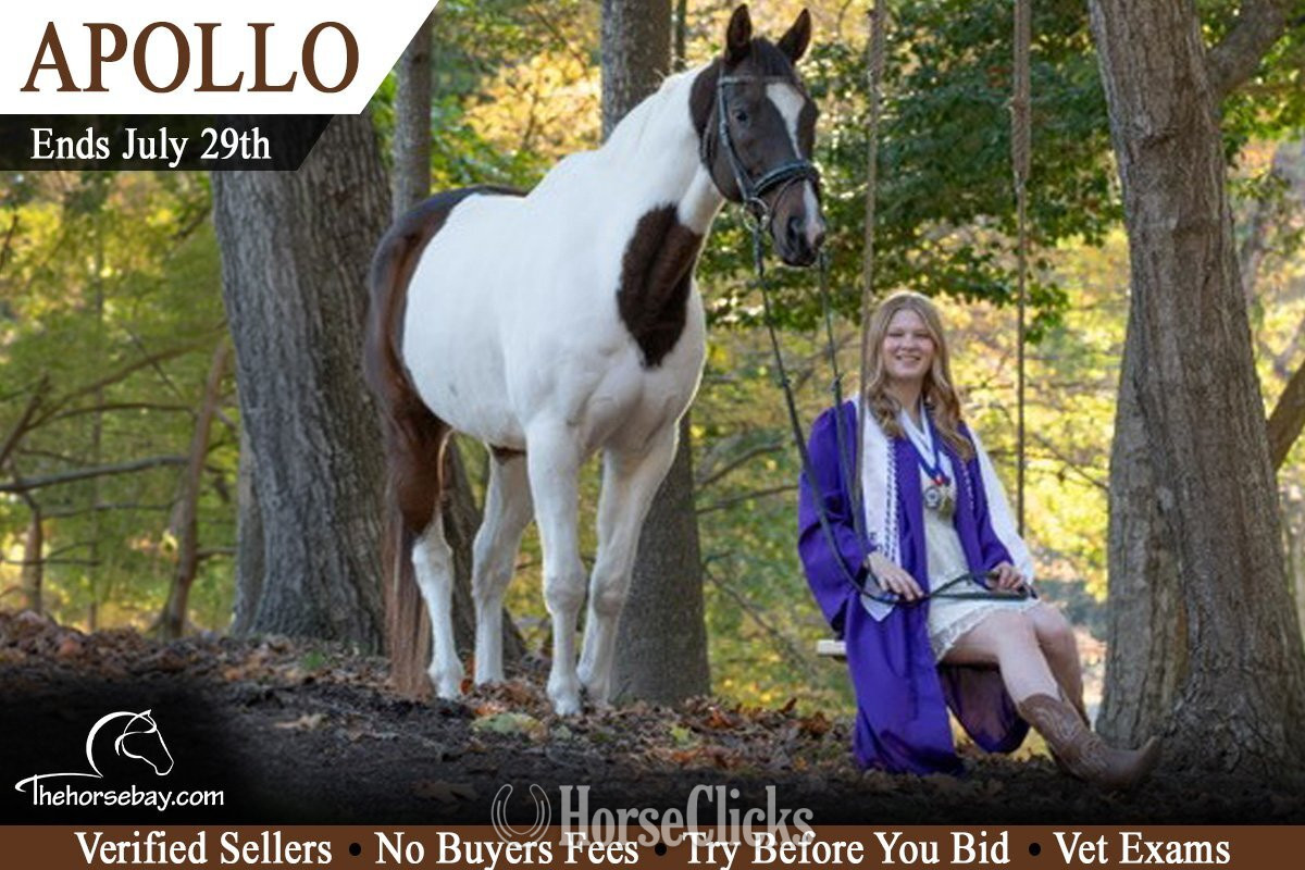"Apollo" Bay Gelding Paint in Virginia