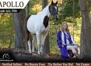 "Apollo" Bay Gelding Paint