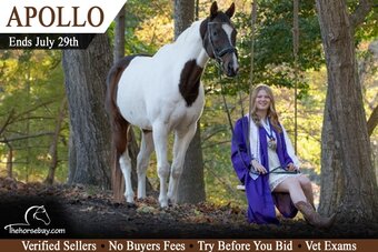 "Apollo" Bay Gelding Paint