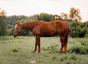 "CASH" Sorrel Gelding Quarter Horse