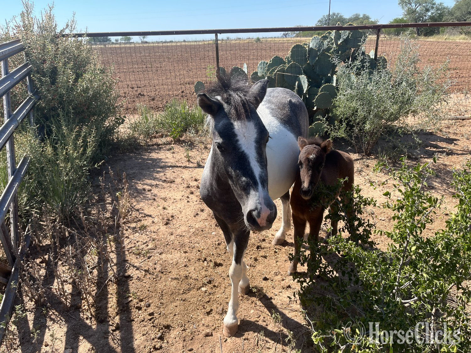 "Fancy"  Mare Caspian in Texas
