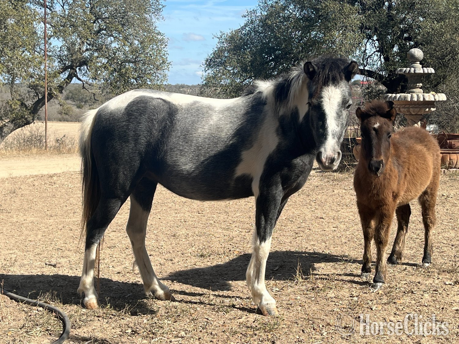 "Fancy"  Mare Caspian