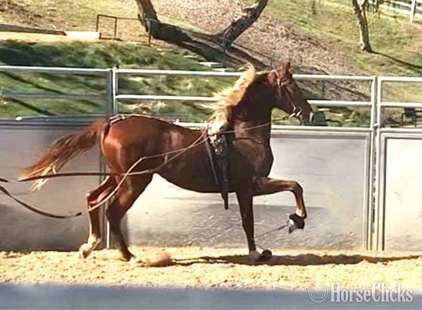 "HARLEMS A WALK IN THE PARQ" Chestnut Mare American Saddlebred in Oregon