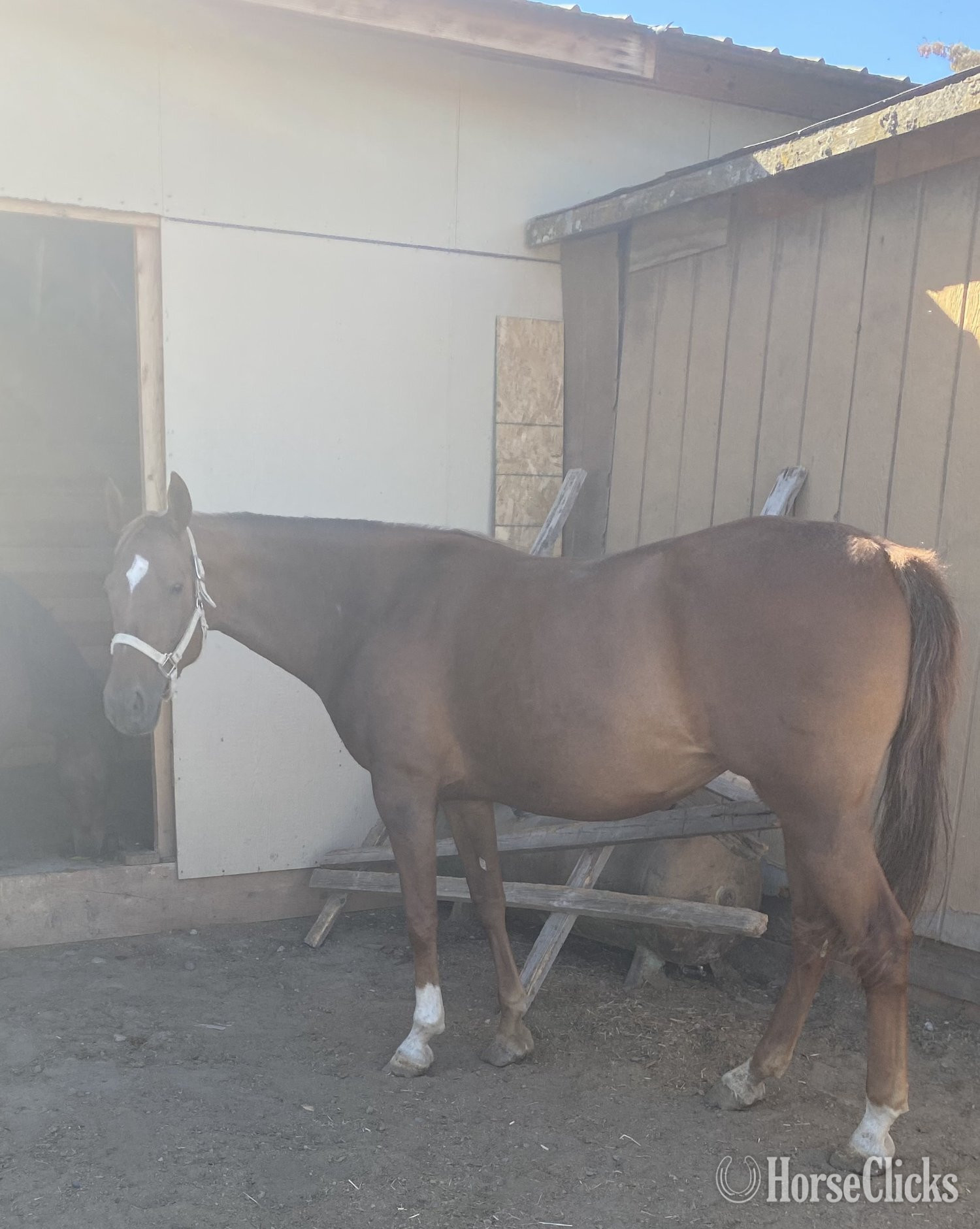 "HARLEMS A WALK IN THE PARQ" Chestnut Mare American Saddlebred