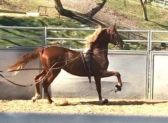 "HARLEMS A WALK IN THE PARQ" Chestnut Mare American Saddlebred