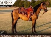 "Ranger" Buckskin Gelding Morgan