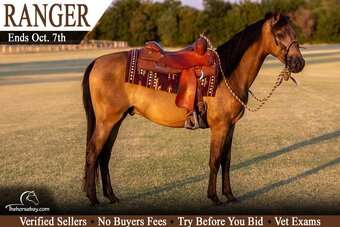 "Ranger" Buckskin Gelding Morgan