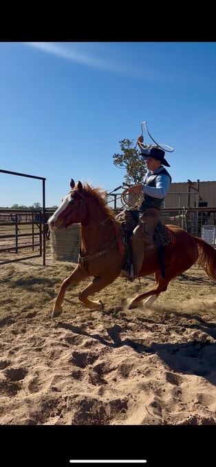 "Apollo" Chestnut Gelding Quarter Horse