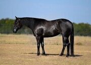 "Black Betty" Black Mare Quarter Horse