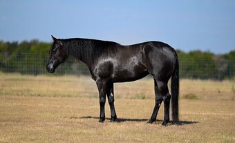 "Black Betty" Black Mare Quarter Horse