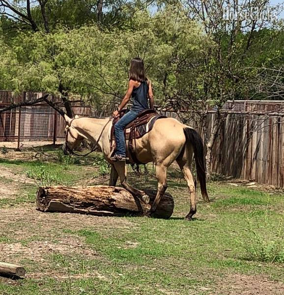 "El Primero" Buckskin Gelding Quarter Horse in Texas