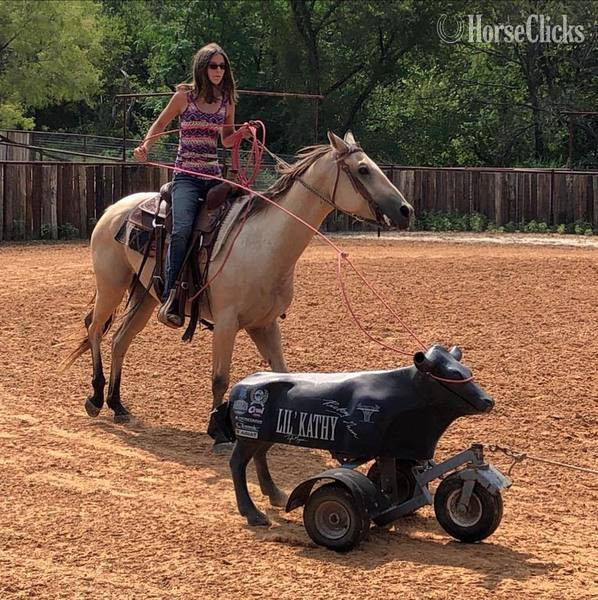 "El Primero" Buckskin Gelding Quarter Horse
