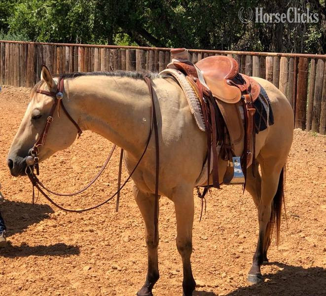 "El Primero" Buckskin Gelding Quarter Horse - Quarter Horse in Texas