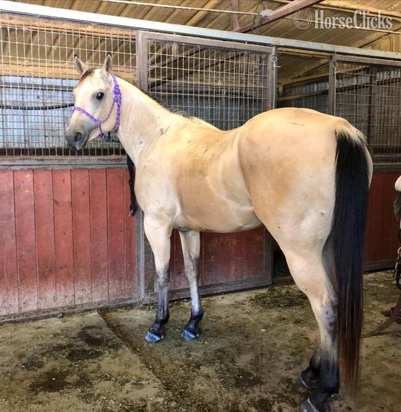 "El Primero" Buckskin Gelding Quarter Horse - Quarter Horse