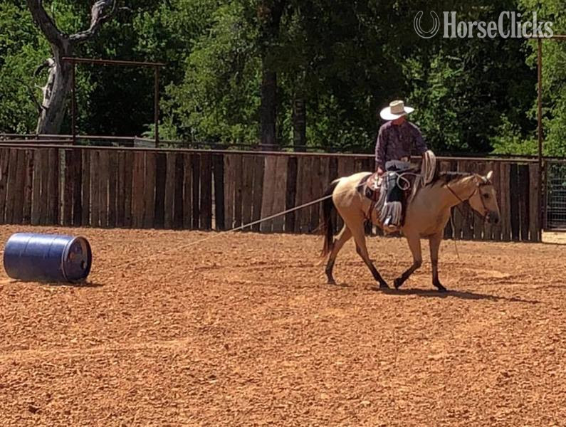 "El Primero" Buckskin Gelding Quarter Horse Texas