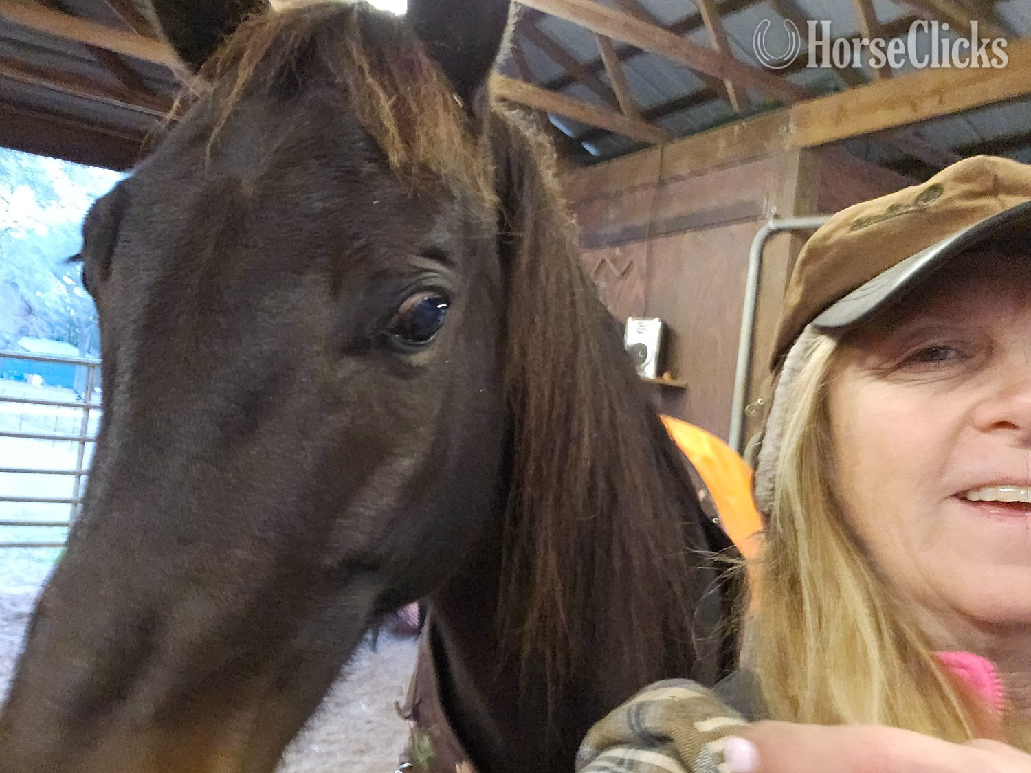 "Rocky" Black Gelding Tennessee Walker in Georgia