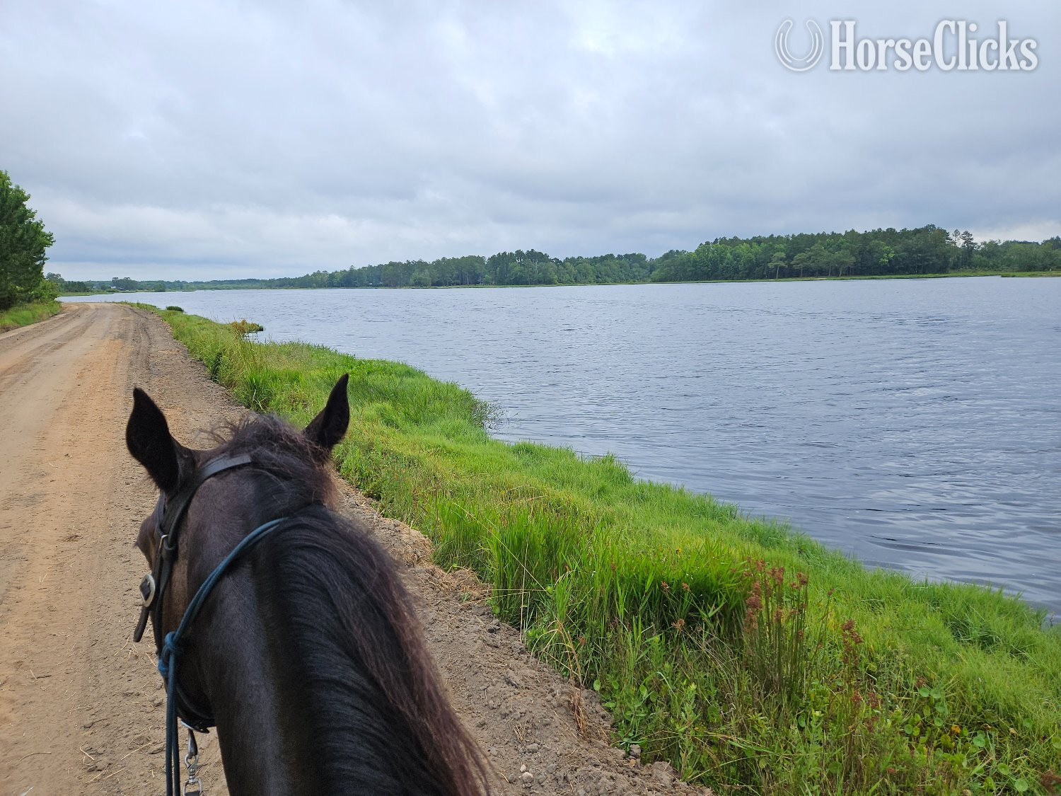 "Rocky" Black Gelding Tennessee Walker