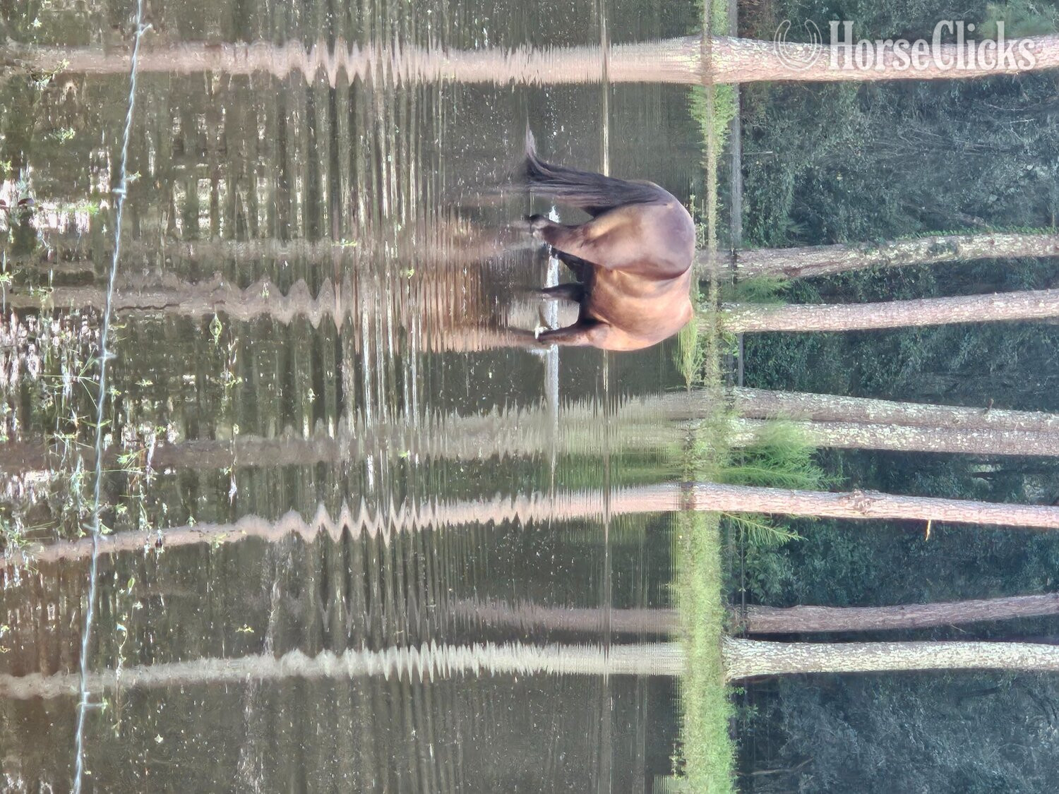 Georgia "Rocky" Black Gelding Tennessee Walker