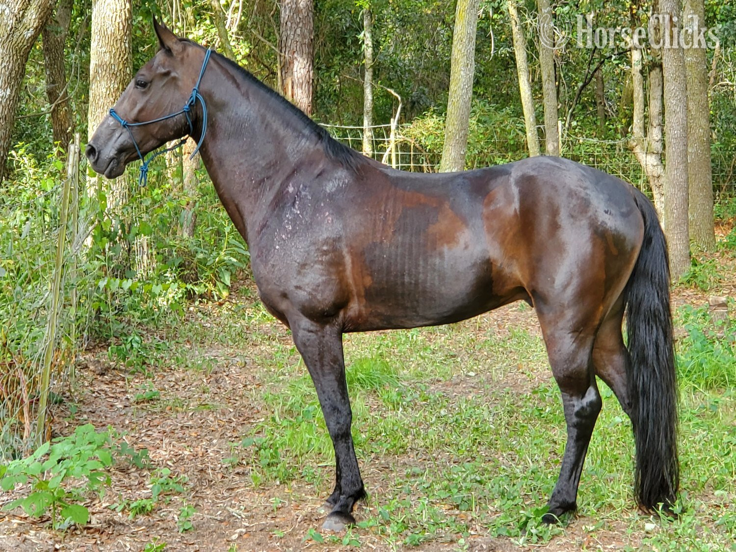 "Rocky" Black Gelding Tennessee Walker - Tennessee Walker in Georgia