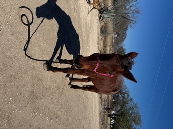 "" Bay Roan Mare Quarter Horse