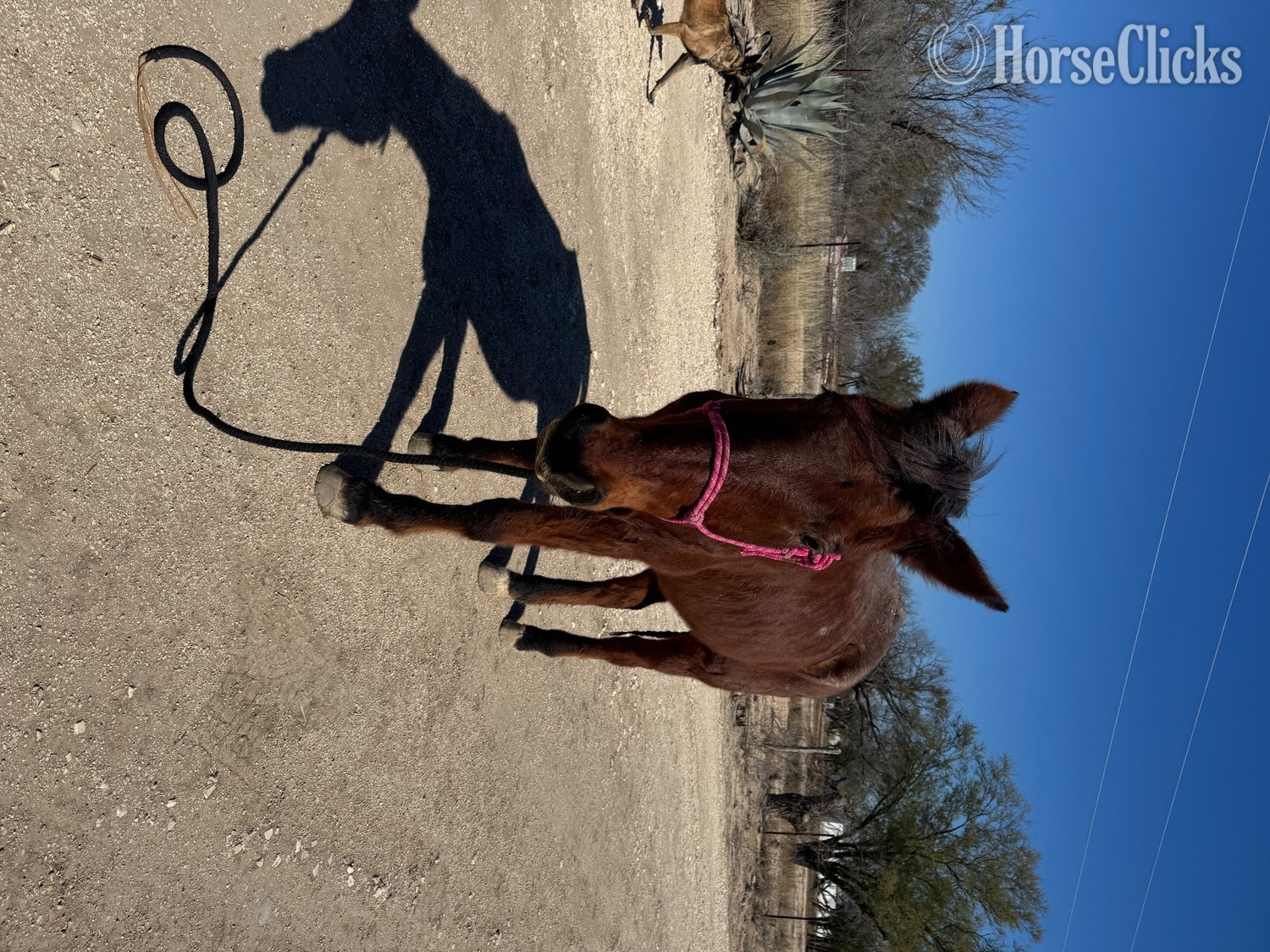 "" Bay Roan Mare Quarter Horse in Texas
