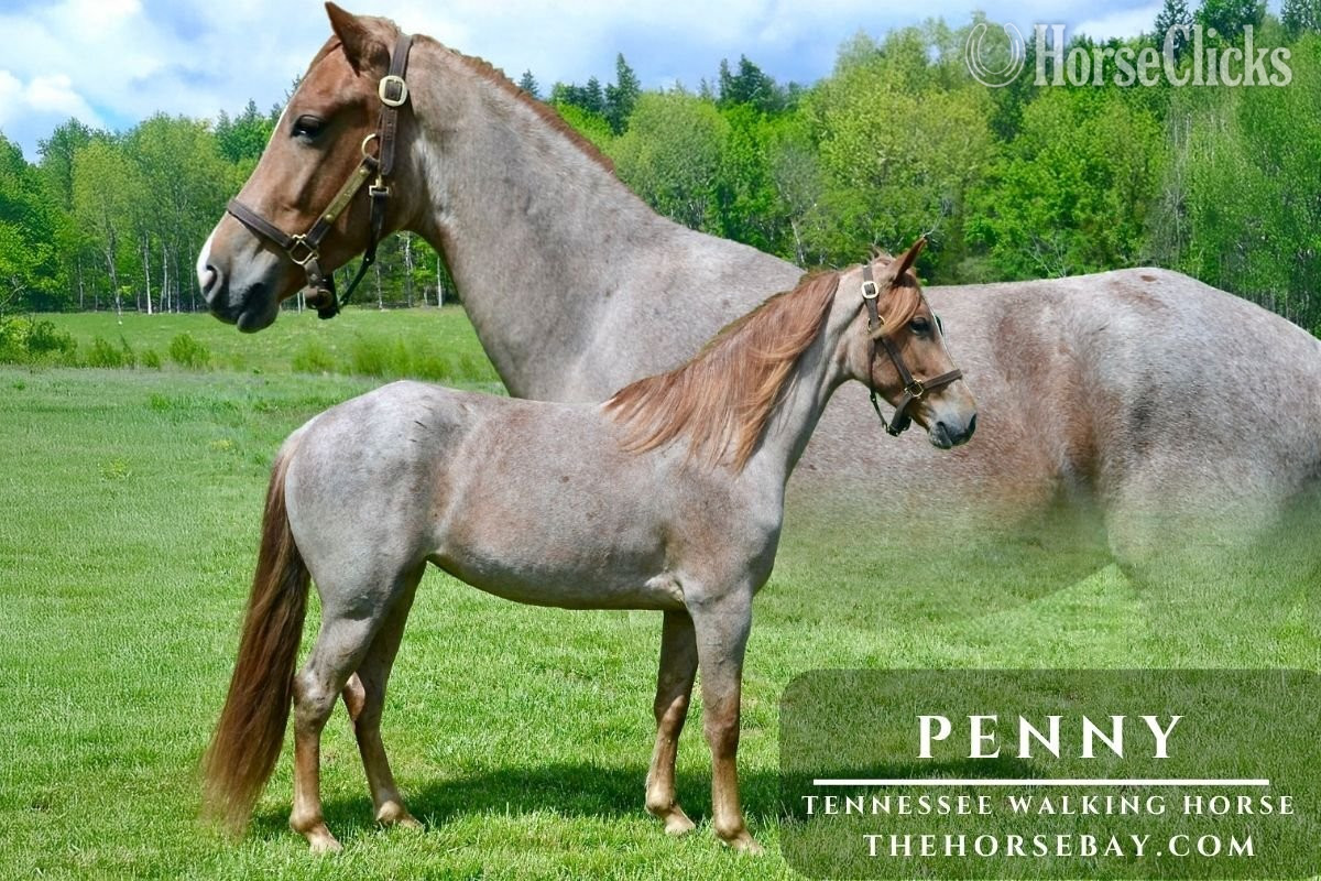 "Penny" Red Roan Mare Tennessee Walker in Missouri