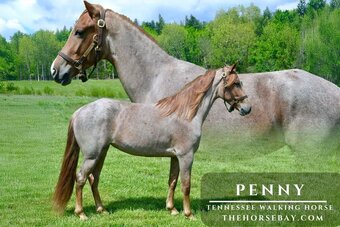 "Penny" Red Roan Mare Tennessee Walker
