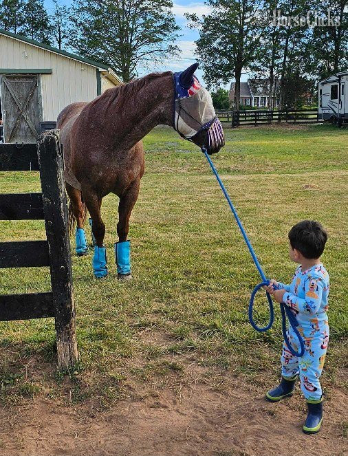 "LeDoux" Red Roan Gelding Quarter Horse
