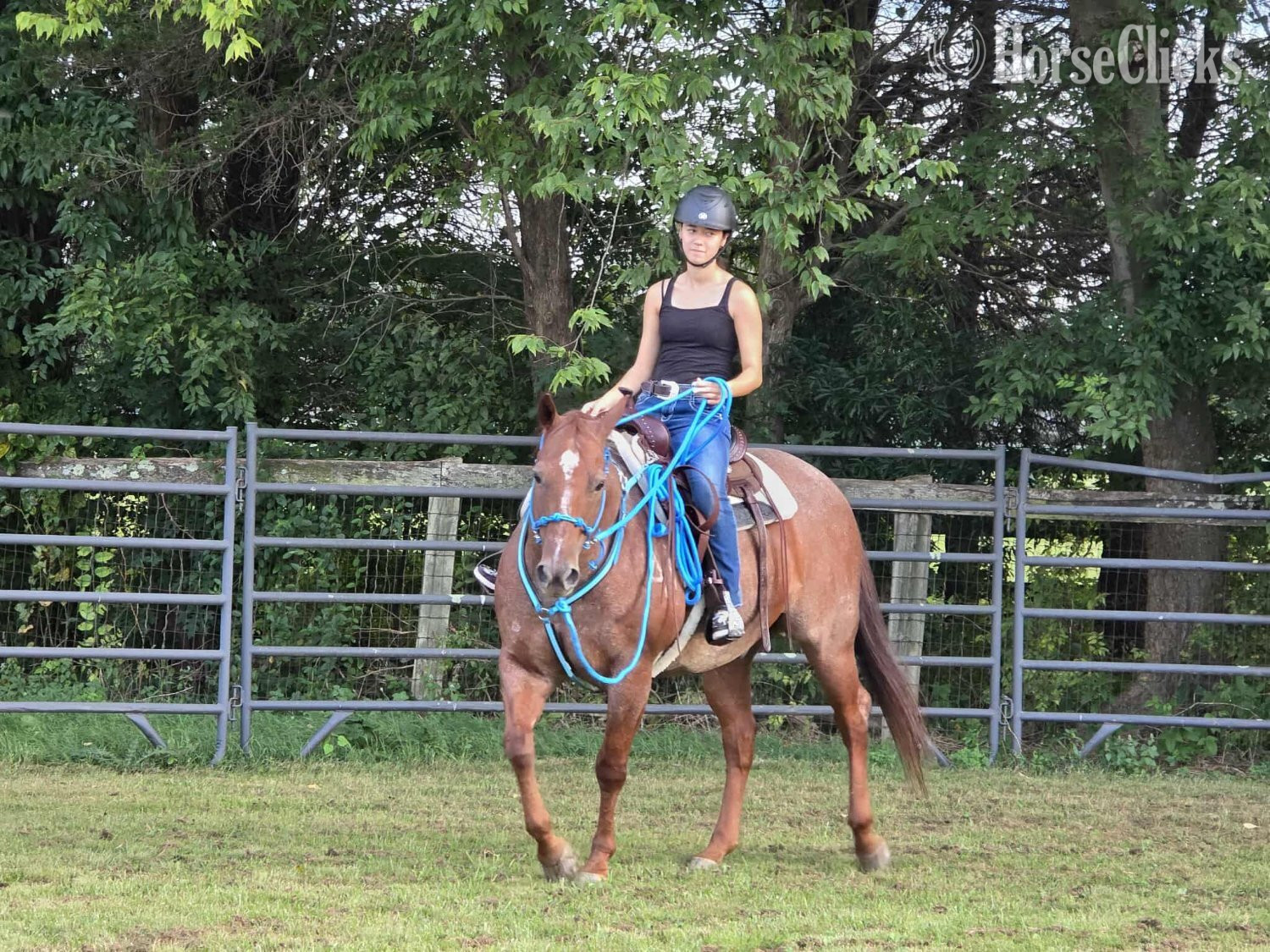Virginia "LeDoux" Red Roan Gelding Quarter Horse