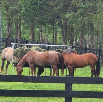"LeDoux" Red Roan Gelding Quarter Horse