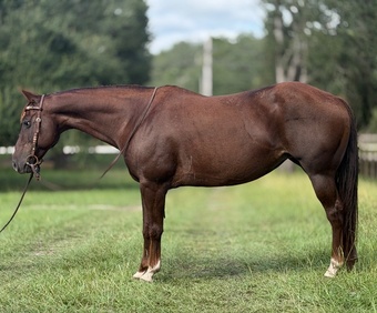 "Glowing classy lady " Chestnut Mare Quarter Horse