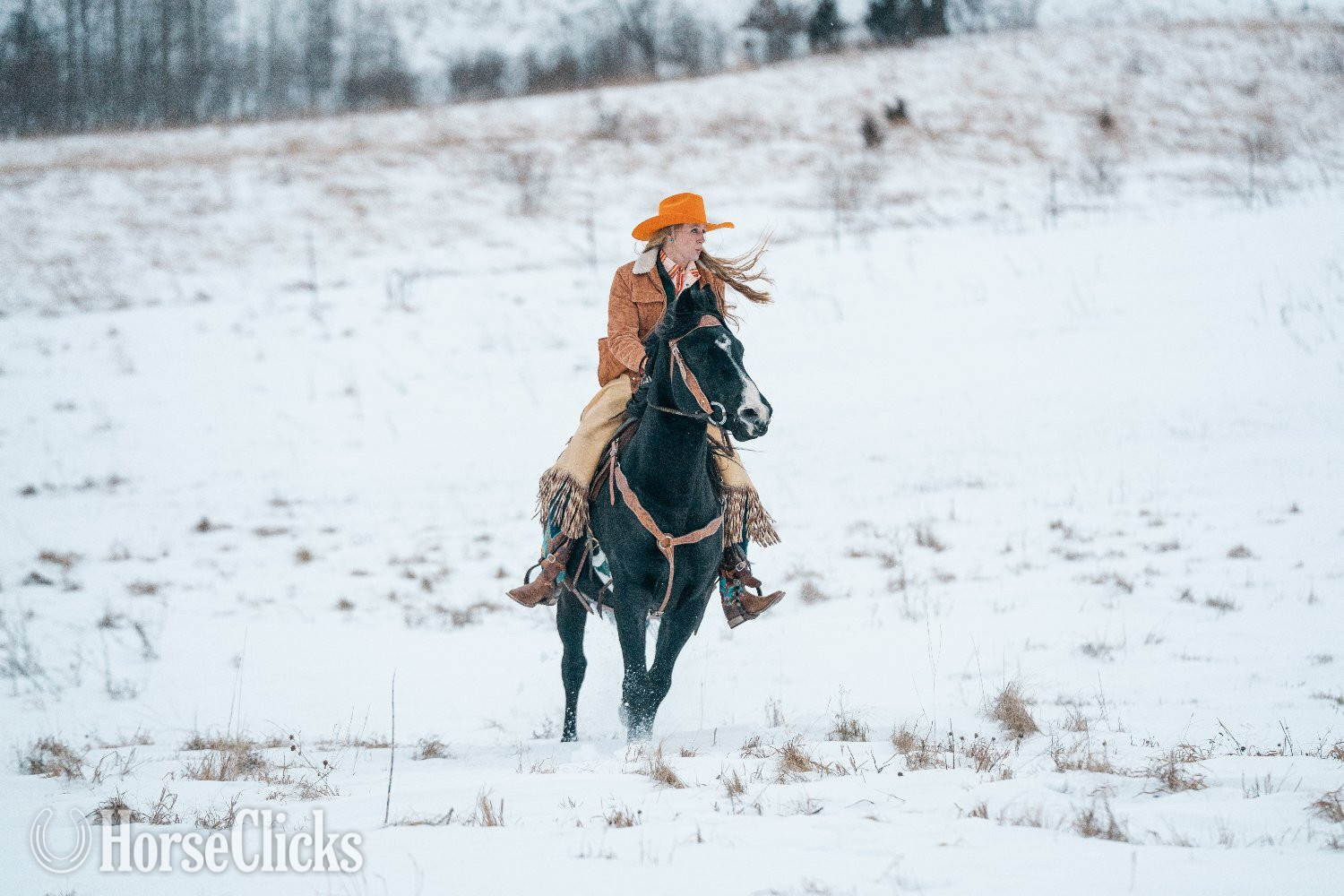 Black 15.1hh Rocky Mountain Stallion