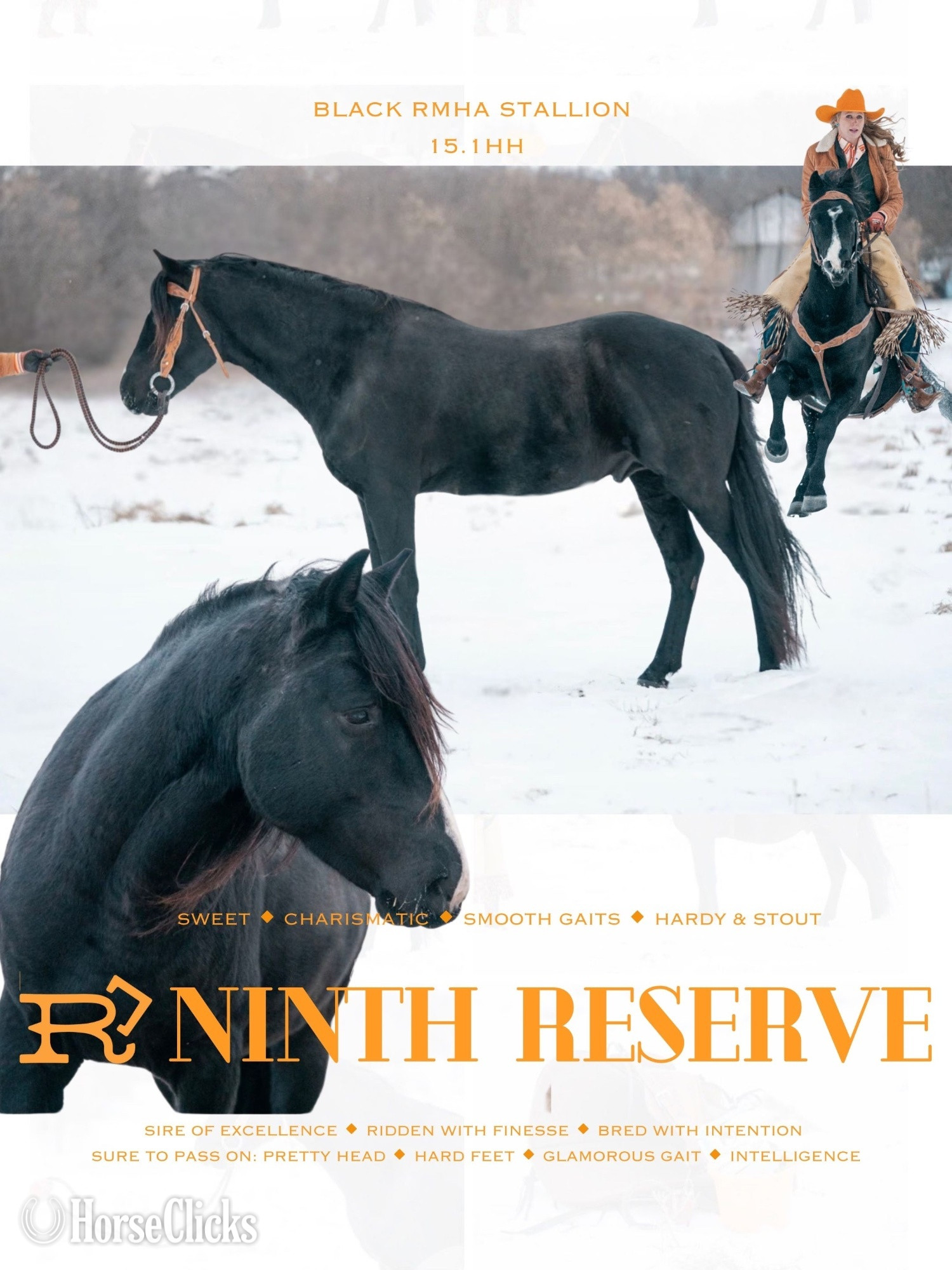 Minnesota Black 15.1hh Rocky Mountain Stallion