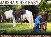 "Marsha & Her Baby" White Mare Pony