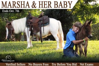 "Marsha & Her Baby" White Mare Pony