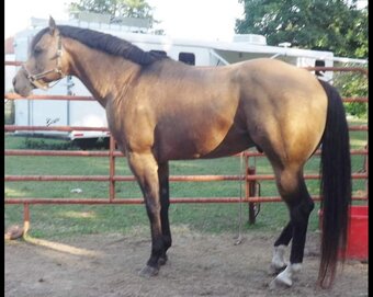 "Mares bred to son of Mr Yella fella " Sorrel Mare Quarter Horse