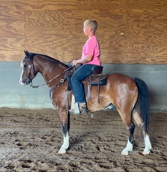 "Sarge" Bay Gelding Hackney
