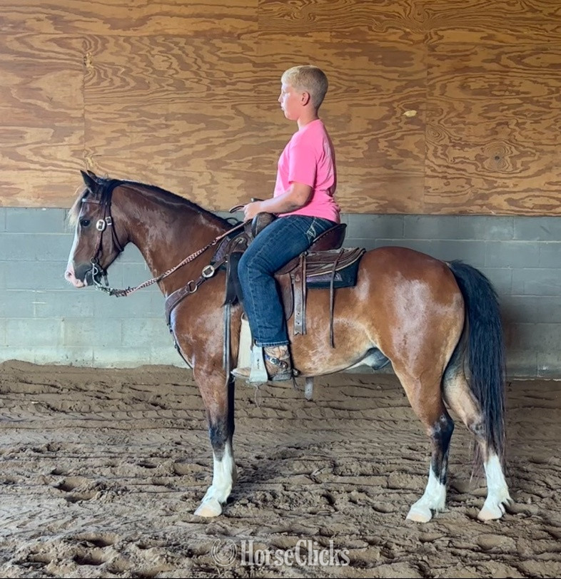 "Sarge" Bay Gelding Hackney in Illinois