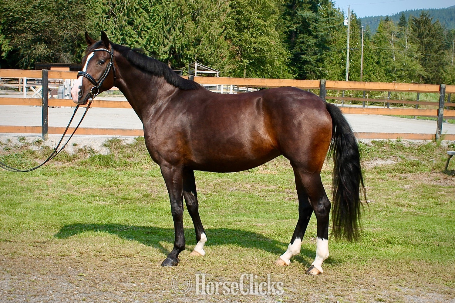 "Tess" Bay Mare Oldenburg