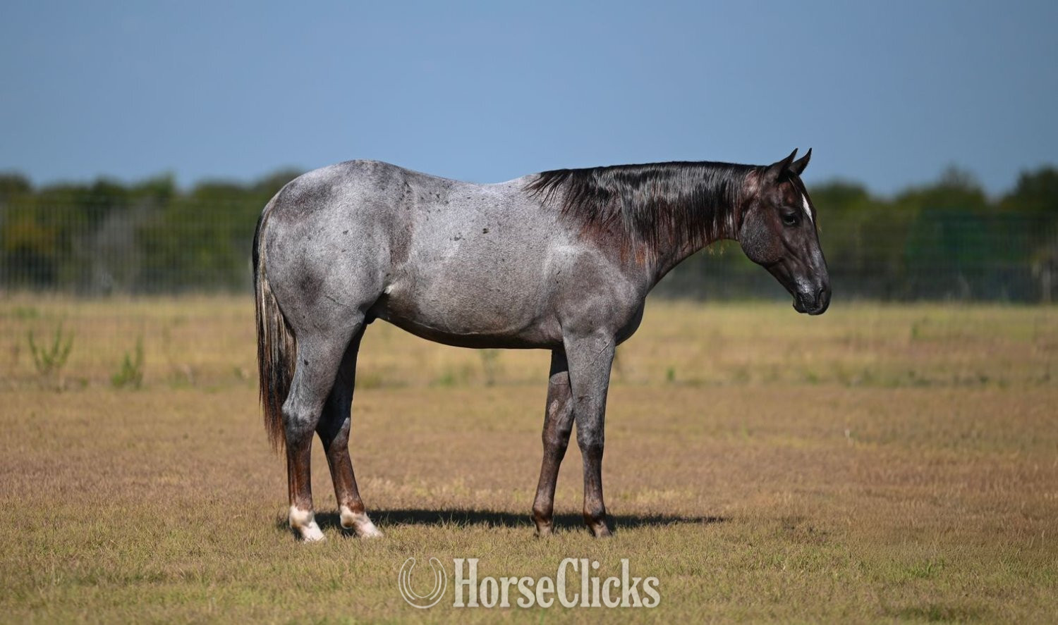 "Lee" Red Roan Stallion Quarter Horse in Texas